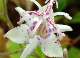 tricyrtis macropoda yungi temple form